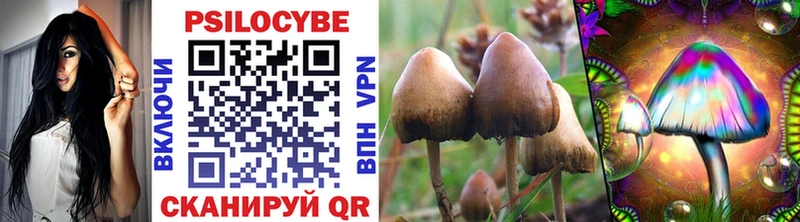 Псилоцибиновые грибы Psilocybe  Чернушка 